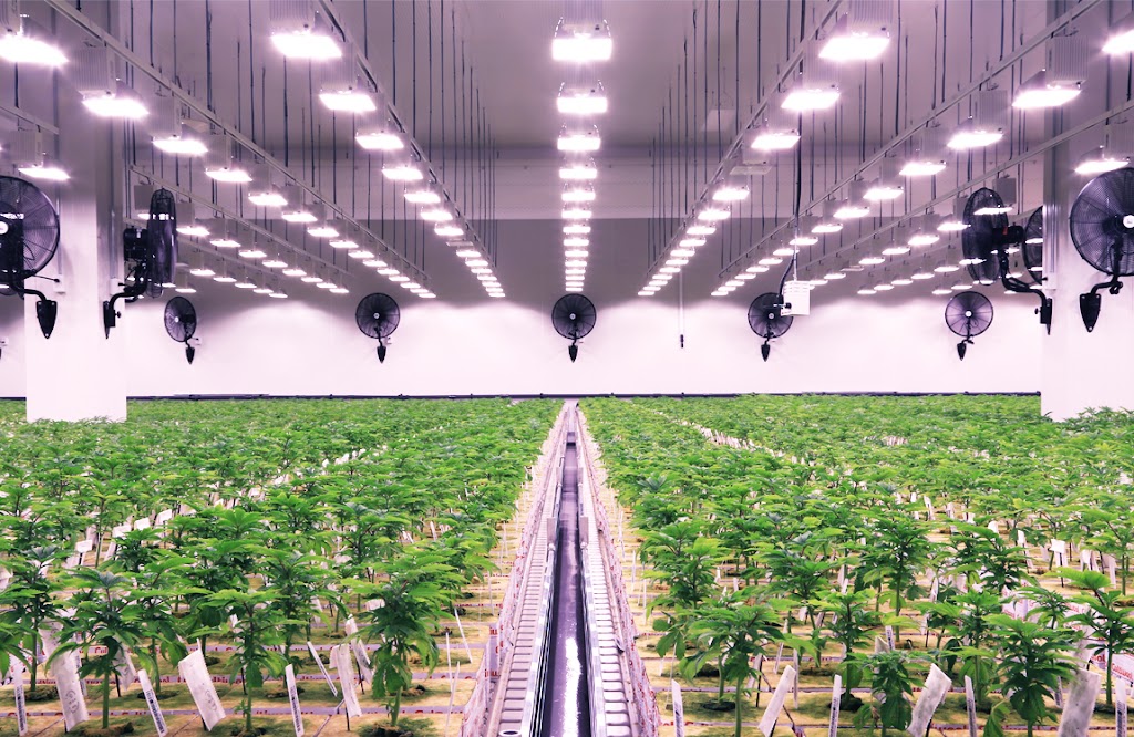Cannara Biotech Farnham | 1144 Bd Magenta E, Farnham, QC J2N 1C1, Canada | Phone: (450) 337-1574