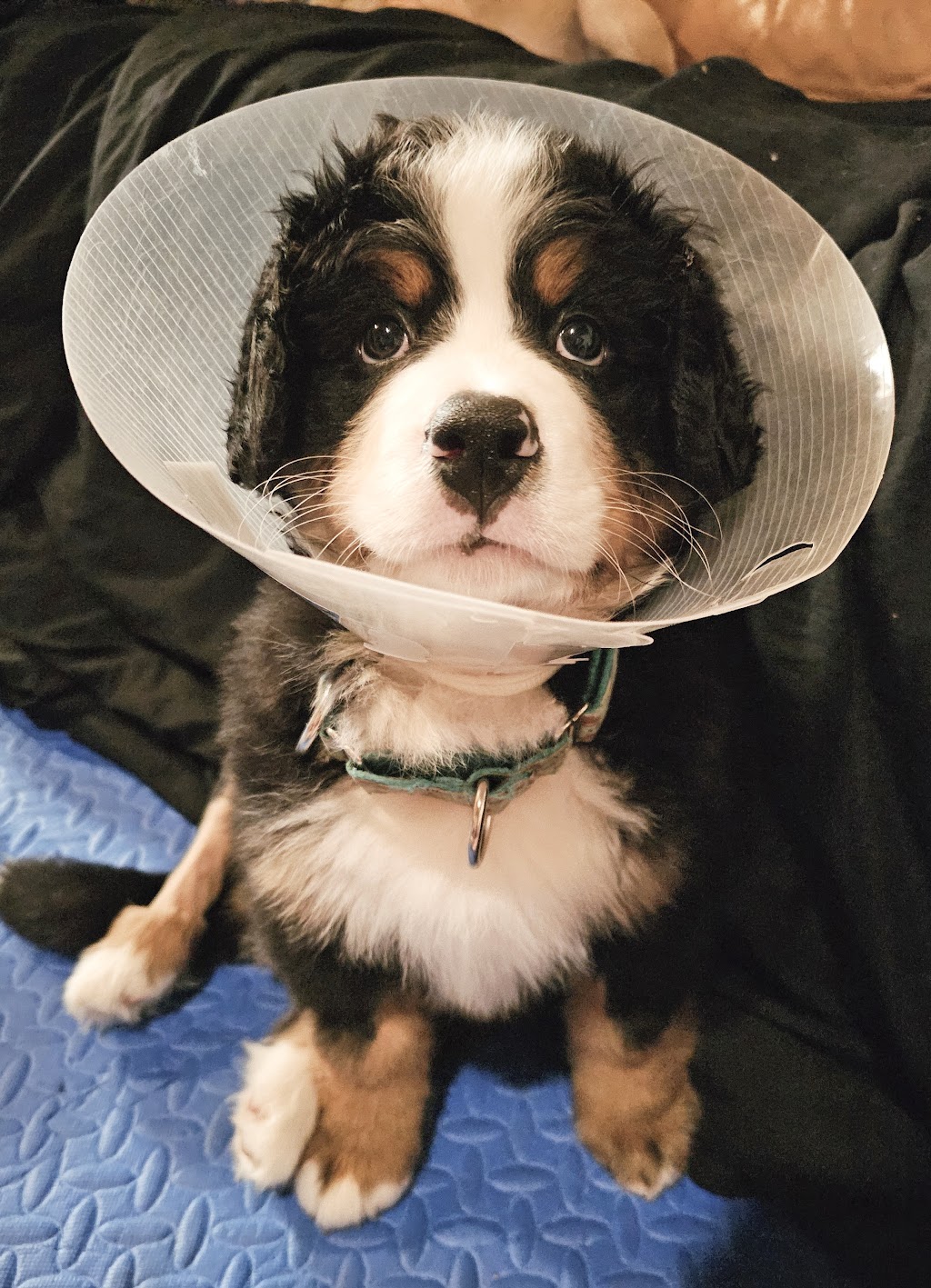 Figue & Pepper Veterinary Clinic / Clinique Vétérinaire | 4578 Rue Principale, Saint-Antoine, NB E4V 1R4, Canada | Phone: (506) 525-2000