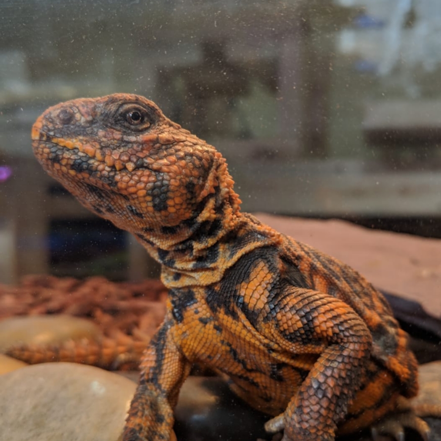 Totally Reptiles | 177 A Blossom Ave, Brantford, ON N3T 5L9, Canada | Phone: (519) 865-6635
