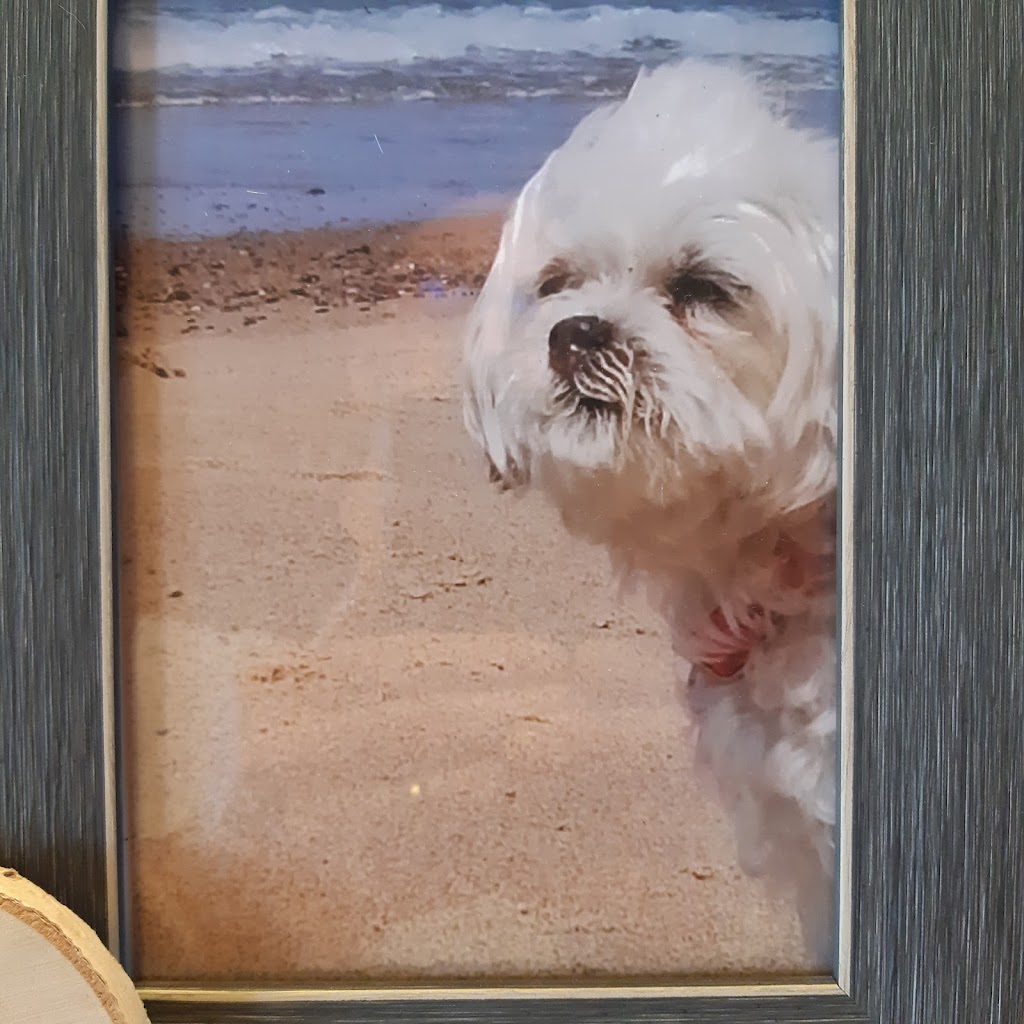 Precious Pet Cemetery | 142 Bouchard Rd, Antigonish, NS B2G 2K8, Canada | Phone: (902) 870-2544