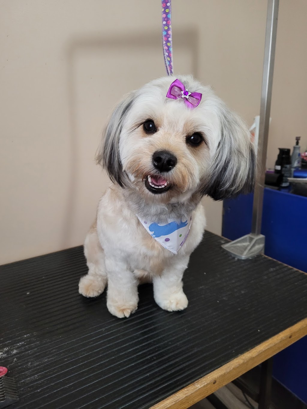 Kirstens Grooming | 669 Evergreen Park NW, Edmonton, AB T5Y 4M2, Canada | Phone: (780) 222-7363