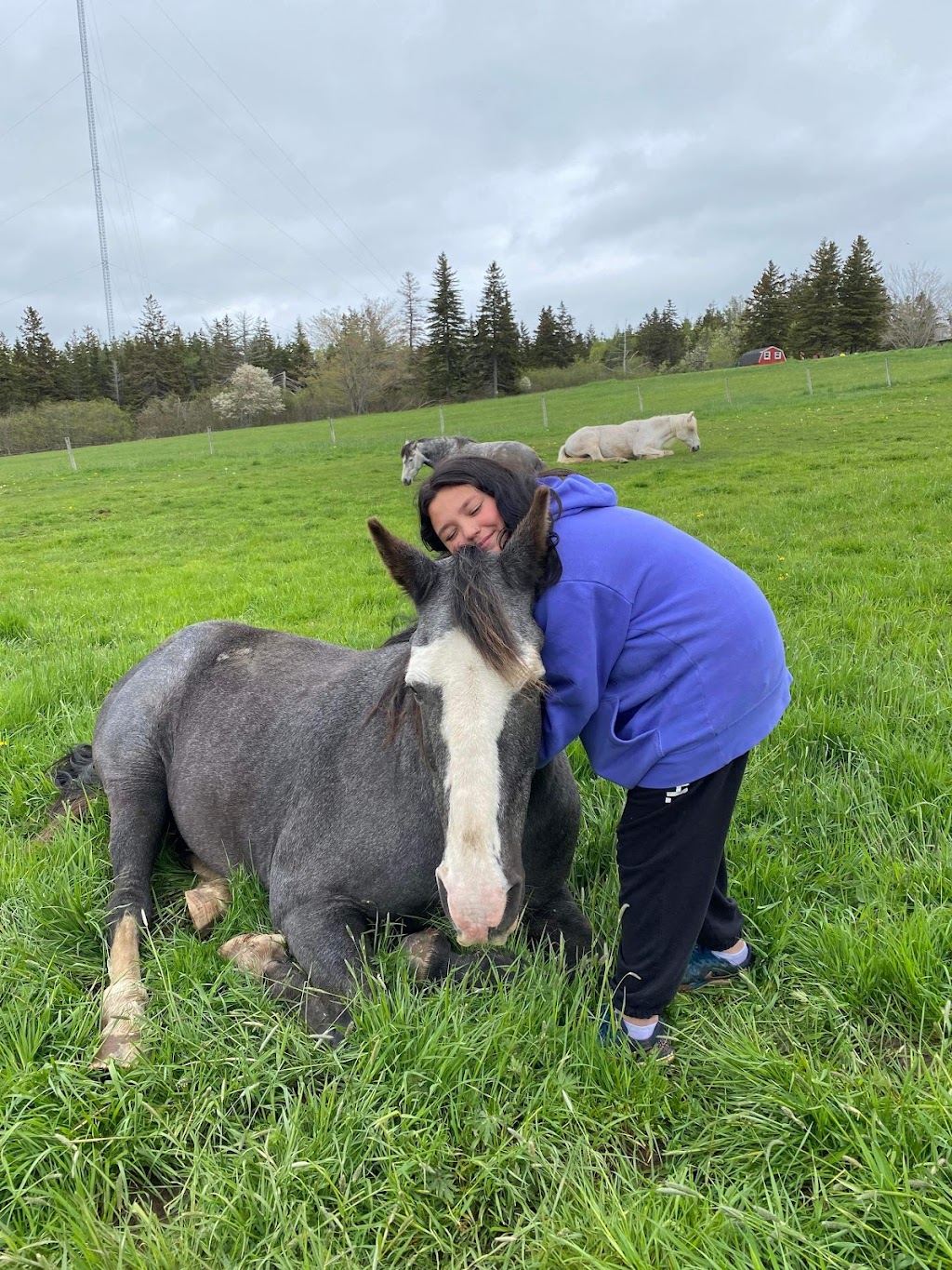 Reaching Strides Equestrian Centre | 423 Dunmore Rd, Port Hood, NS B0E 2W0, Canada | Phone: (902) 870-1583
