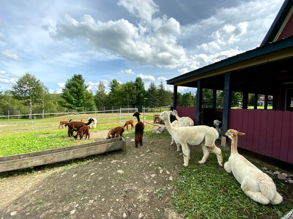 Domaine des Nobles Alpagas | 24 Chemin Barnes, West Brome, QC J0E 2P0, Canada | Phone: (450) 242-4255