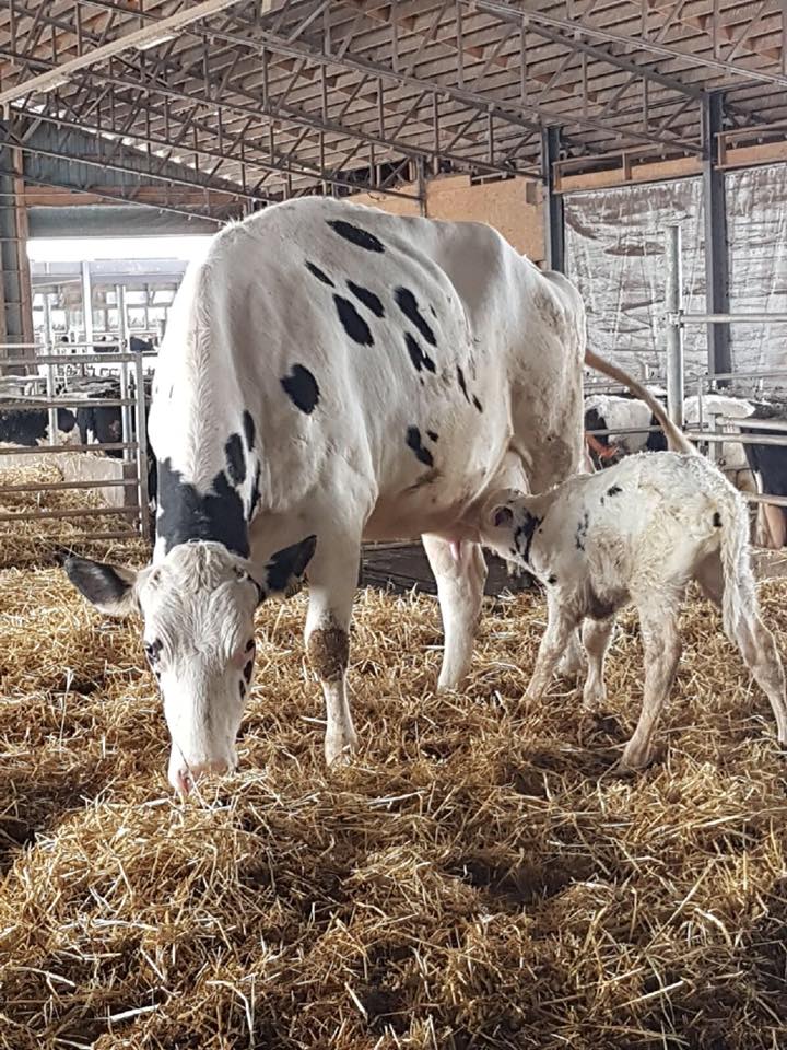 Lait Charbonneau | 192 1ere Avenue, Sainte-Anne-des-Plaines, QC J5N 0A6, Canada | Phone: (450) 478-4121