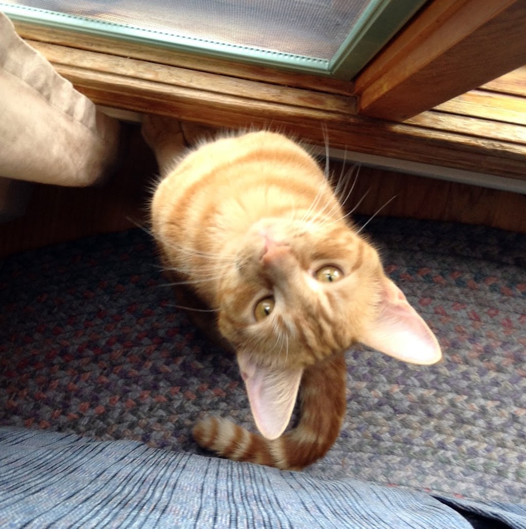 Orchard Park Veterinary Medical Center | 3930 N Buffalo St, Orchard Park, NY 14127, USA | Phone: (716) 662-6660