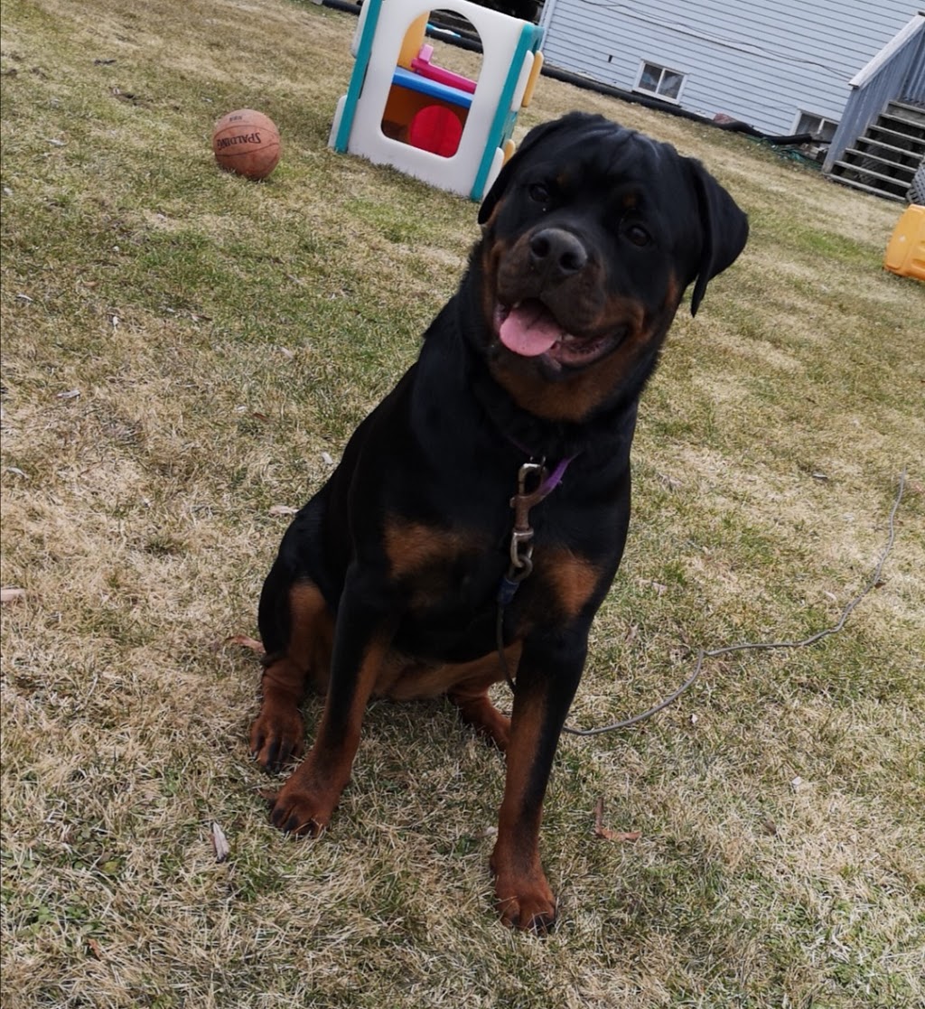 Rotherwood Kennel Rottweiler | Erie Ave S RR 2, Fisherville, ON N0A 1G0, Canada | Phone: (905) 779-0769
