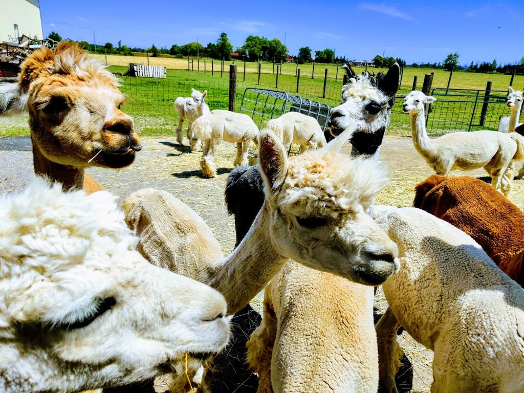 Alpacas from Eighth & Mud | 232 8th Rd E, Stoney Creek, ON L8J 3M2, Canada | Phone: (905) 308-6188