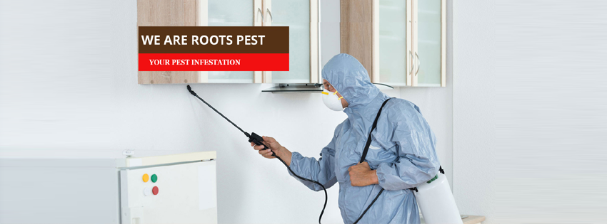 Roots Pest Control | postal code, 475 Bramalea Rd Unit #183, Brampton, ON L6T 2X3, Canada | Phone: (416) 705-2068