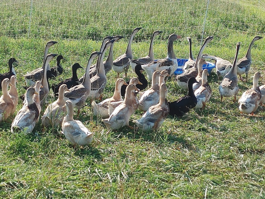 Grace Meadows Farm | 3198 Concession Dr, Glencoe, ON N0L 1M0, Canada | Phone: (519) 289-2889
