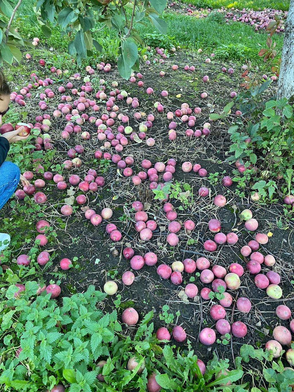 Ferme Léo Plante | 1381 Chem. Royal, Saint-Pierre, QC G0A 4E0, Canada | Phone: (581) 307-6199