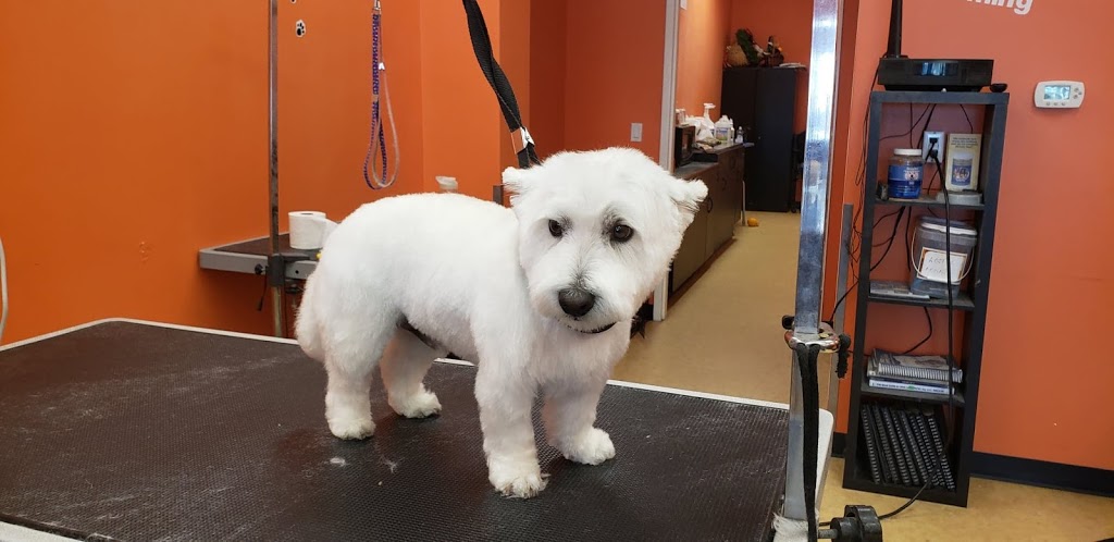 Animazing | 450 Columbia St W, Waterloo, ON N2T 2W1, Canada | Phone: (519) 954-5550