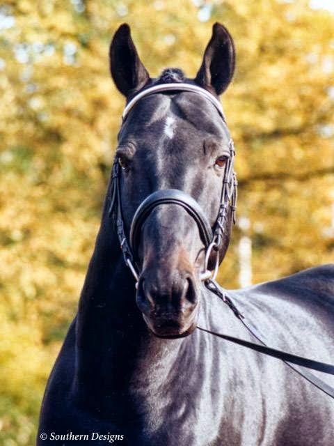 Mirrabook-Rafter 5 Warmbloods | 6380 2A0, Weir Rd, Knutsford, BC V0E 2A0, Canada | Phone: (250) 374-4045