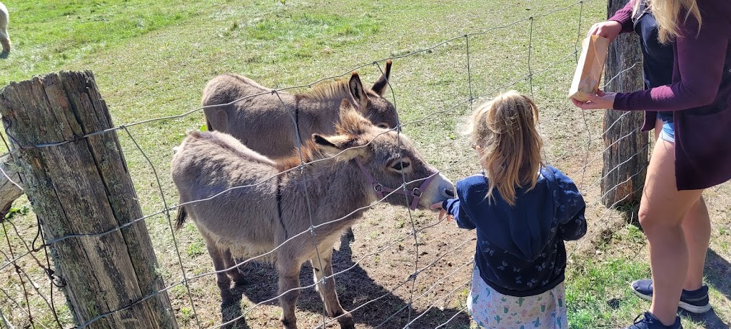 Zoo Animalia - Refuge pour animaux | 3381 Rang des Chutes, Saint-Édouard-de-Maskinongé, QC J0K 2H0, Canada | Phone: (514) 475-3160