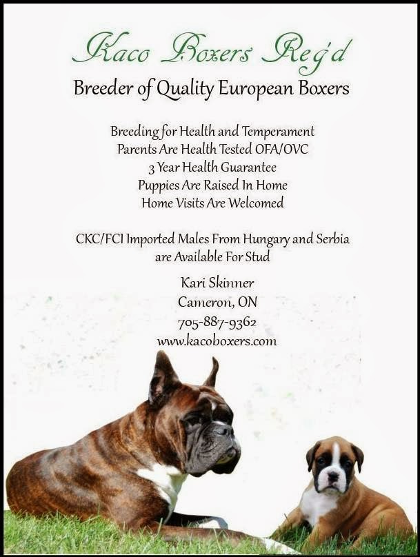 Kaco Boxers Regd | 1221 Killarney Bay Rd, Cameron, ON K0M 1G0, Canada | Phone: (705) 887-9362