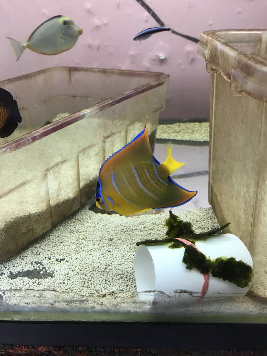 Aquarium Arc-En-Ciel | 1440 Rue Victoria, Greenfield Park, QC J4V 1M1, Canada | Phone: (450) 465-1888