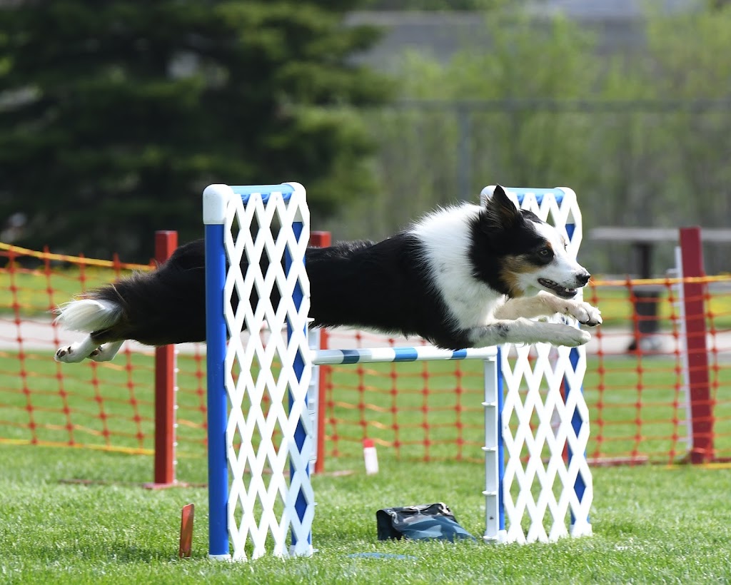 Cassandras Canines Inc. | 281 Onondaga Townline Rd, Caledonia, ON N3W 2G9, Canada | Phone: (905) 746-5959