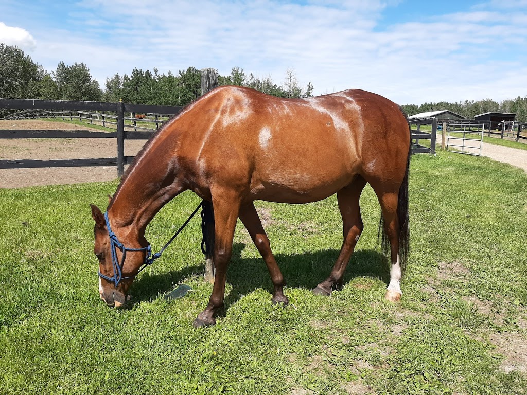 The Rusty Horseshoe Ranch | 53228 AB-43, Parkland County, AB T7Y 0C8, Canada | Phone: (780) 991-5808