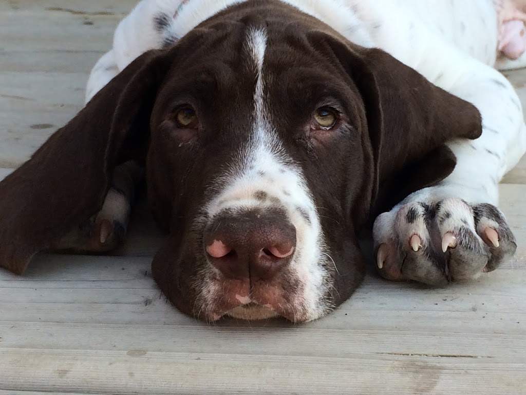 Walden Animal Hospital | 11 White Rd, Lively, ON P3Y 1C3, Canada | Phone: (705) 692-4446