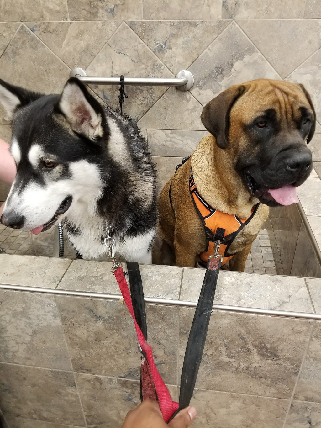 Pet Valu | 1250 Main Street North, Stittsville, ON K2S 1S9, Canada | Phone: (613) 836-6663