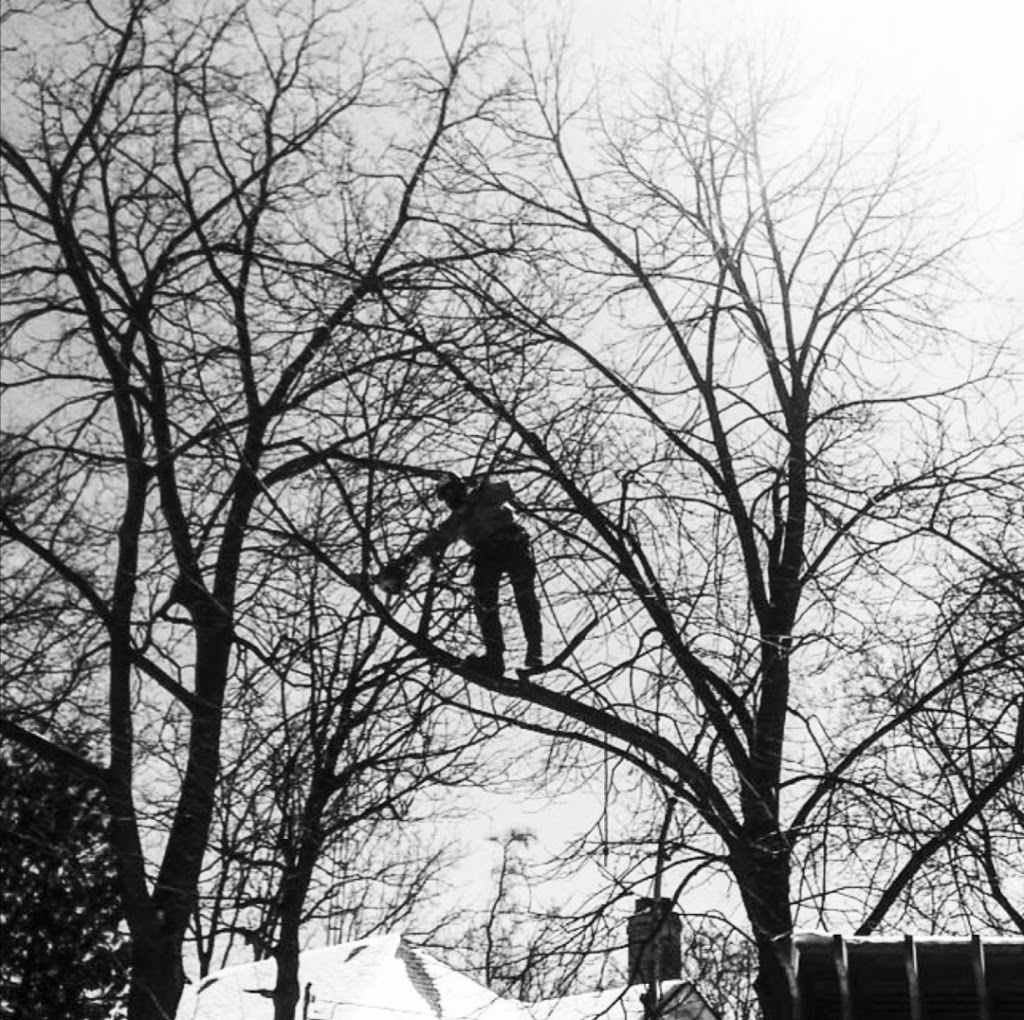 Branch Manager Tree Care | 1825 Park Ln, Innisfil, ON L9S 2W3, Canada | Phone: (705) 915-1095