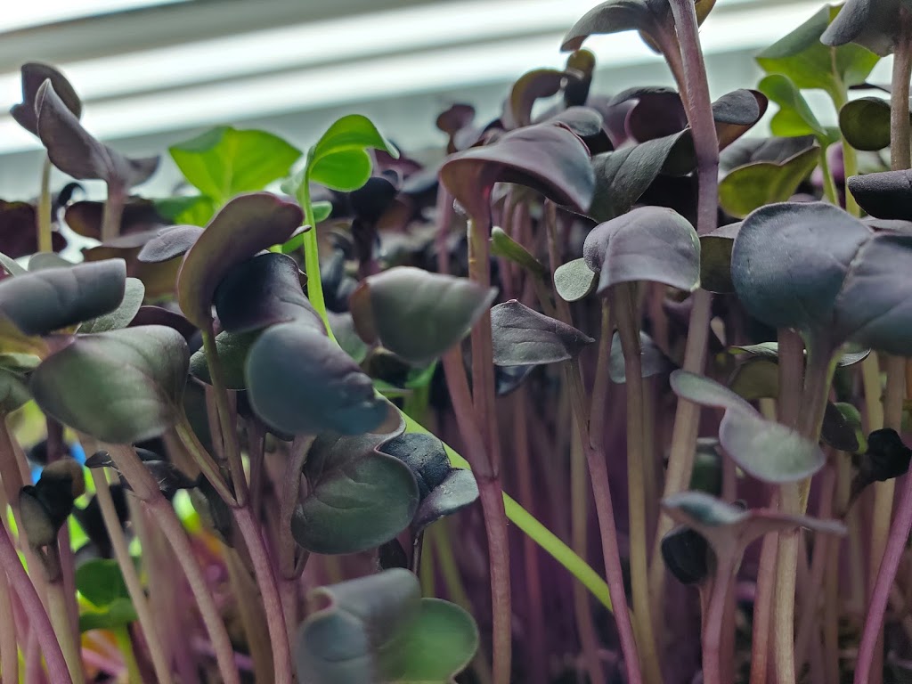 S&R Microgreens | 8 Base St, Angus, ON L0M 1B4, Canada | Phone: (705) 220-6224