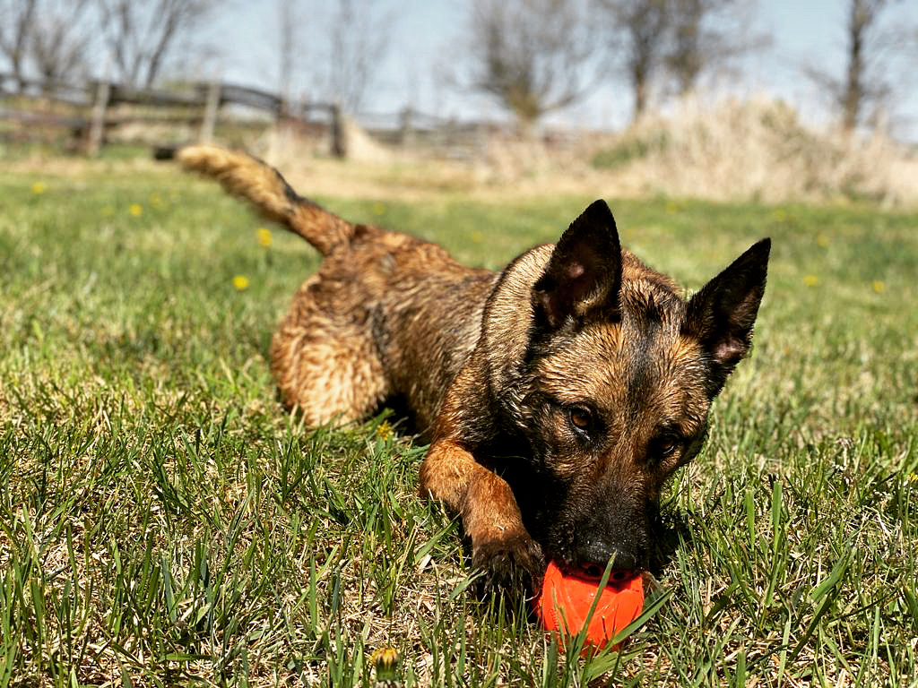 Grassroots K9 | 125795 Southgate Rd 12, Dundalk, ON N0C 1B0, Canada | Phone: (647) 687-2389