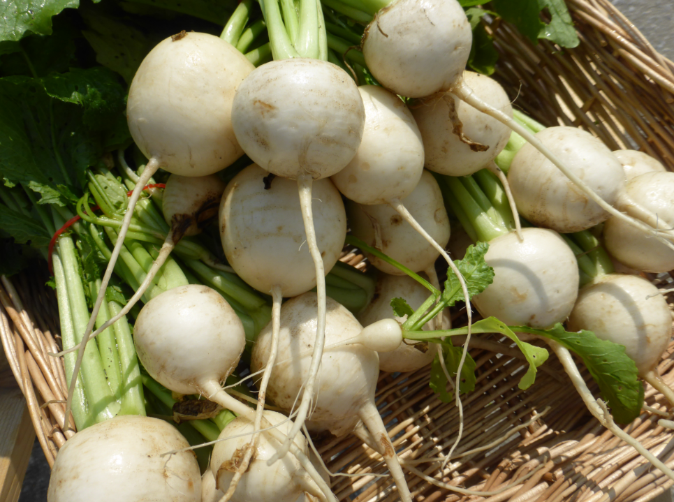Richmond GAIA Farm | 12700 Blundell Rd, Richmond, BC V6W 1B3, Canada | Phone: (604) 284-0118