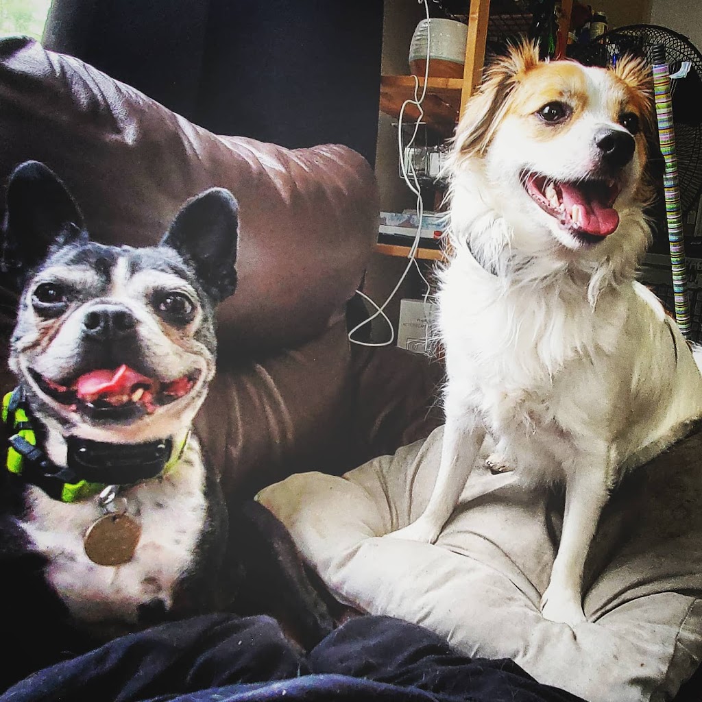 Refined Canines Halifax | 27 Old Cobequid Rd, Waverley, NS B2R 1P4, Canada | Phone: (902) 489-0057