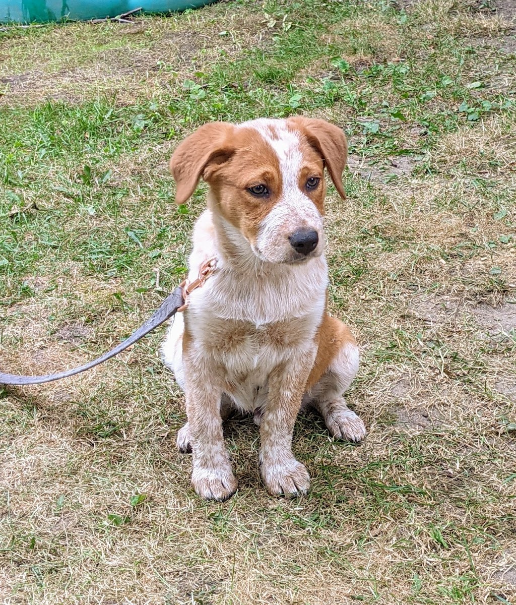 Cottage Country Dogs | 499 Bay St B, Orillia, ON L3V 3X8, Canada | Phone: (647) 520-9728