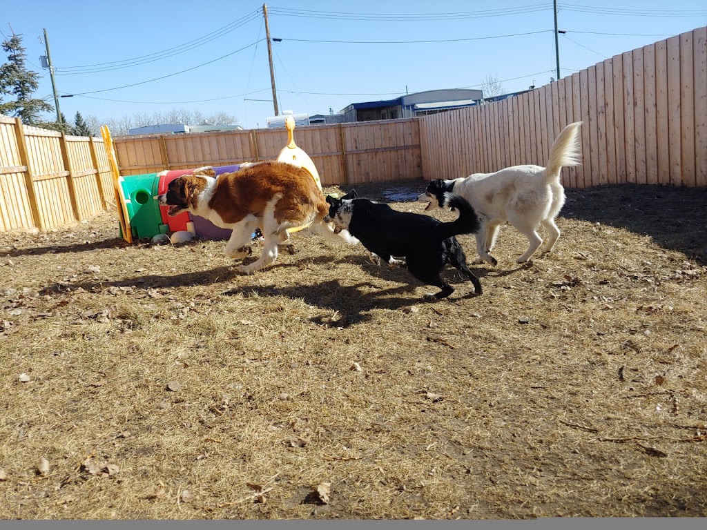 Pawsitive Play Lounge | 130 9 Ave, Carstairs, AB T0M 0N0, Canada | Phone: (403) 337-8671