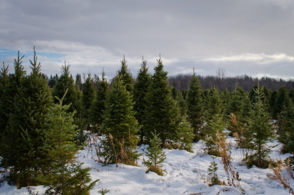 MacGowans Christmas Tree Farm | 4611 Mohrs Rd, Kinburn, ON K0A 2H0, Canada | Phone: (613) 862-6835