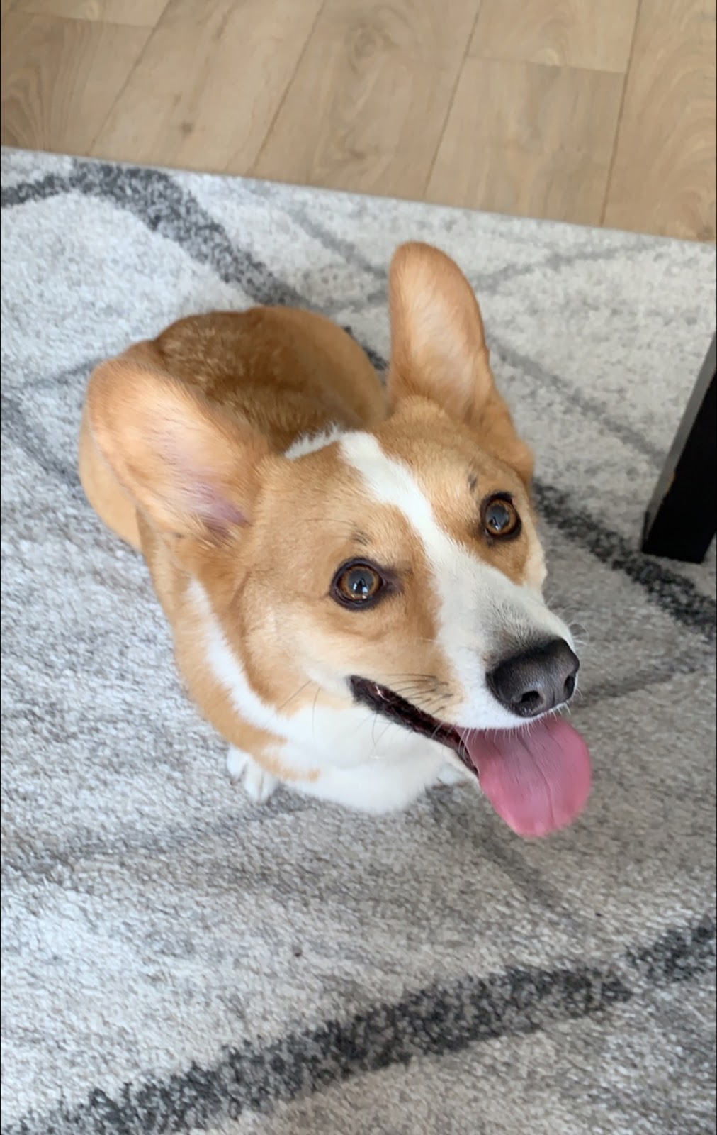 Pets Beautiful | 5620 Dunbar St, Vancouver, BC V6N 1W7, Canada | Phone: (604) 261-5310