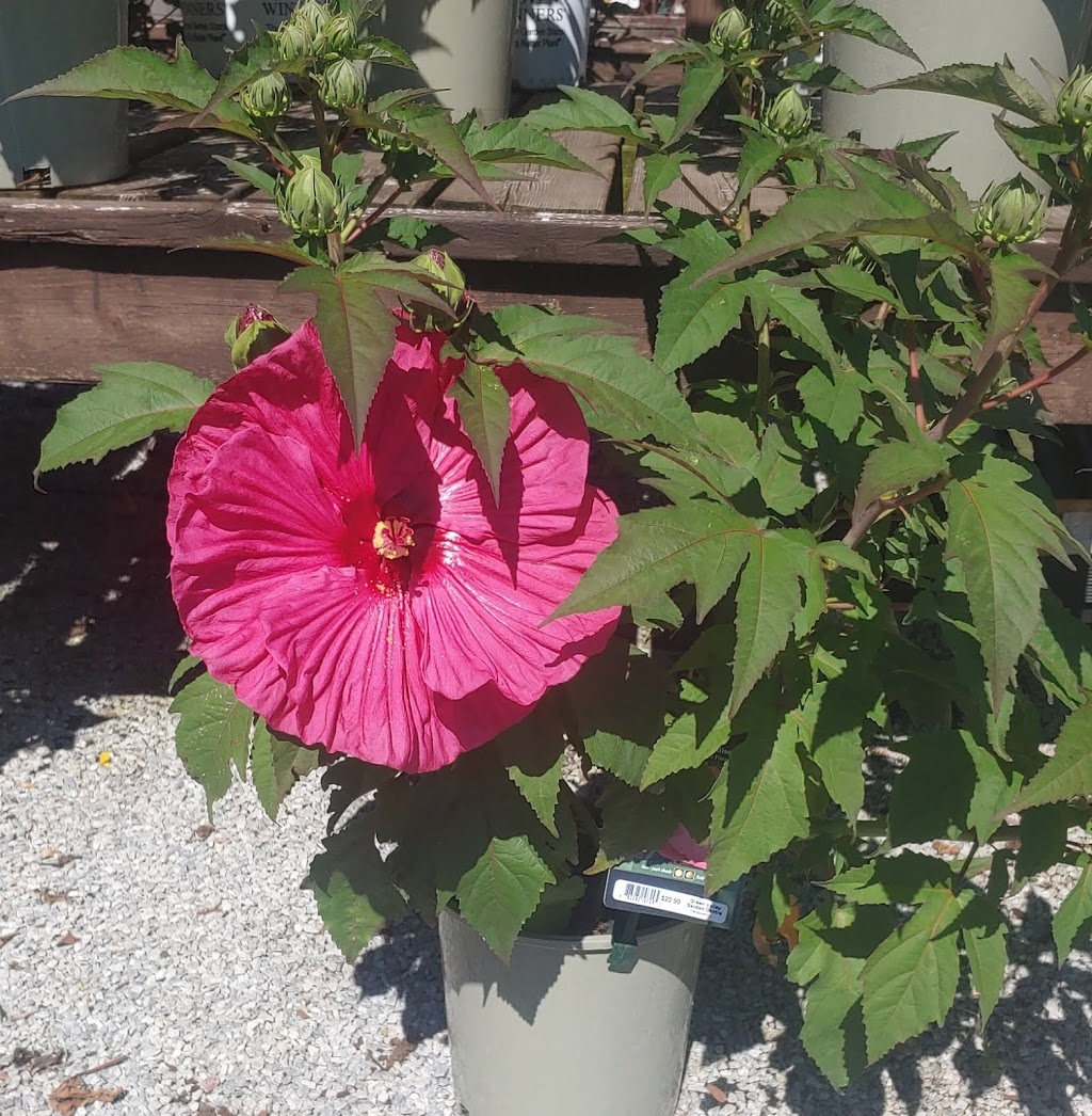 Green Valley Garden Centre | 2025 Talbot Rd, Kingsville, ON N9Y 2E4, Canada | Phone: (519) 326-2341