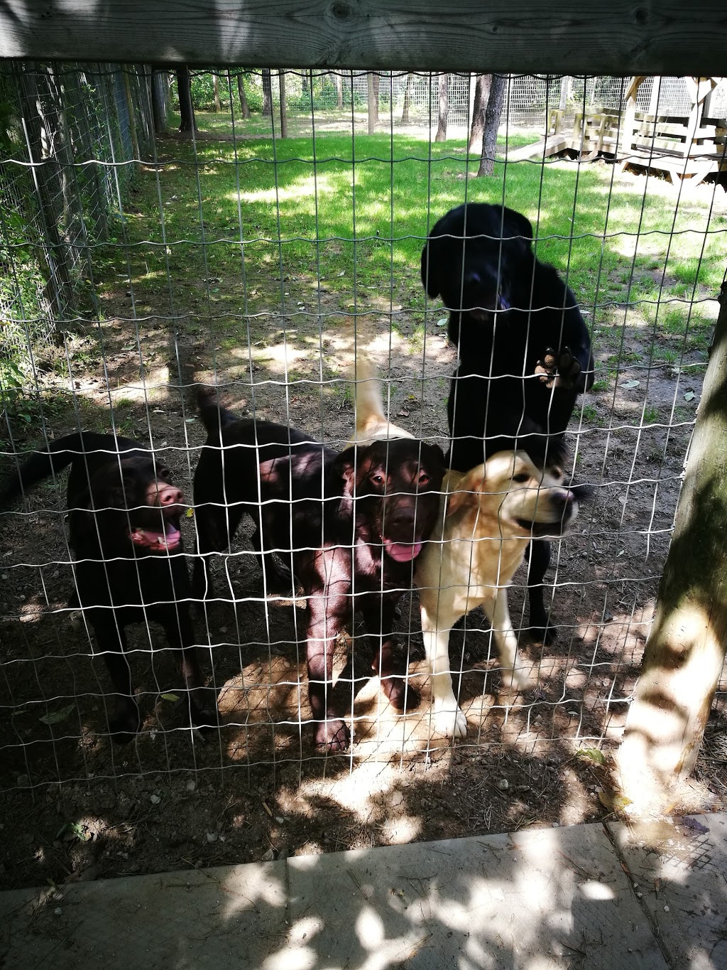 Pine Ridge Pet Centre - Dog Lodging & Daycare Resort | 3040 Town Line, Coldwater, ON L0K 1E0, Canada | Phone: (705) 327-0228