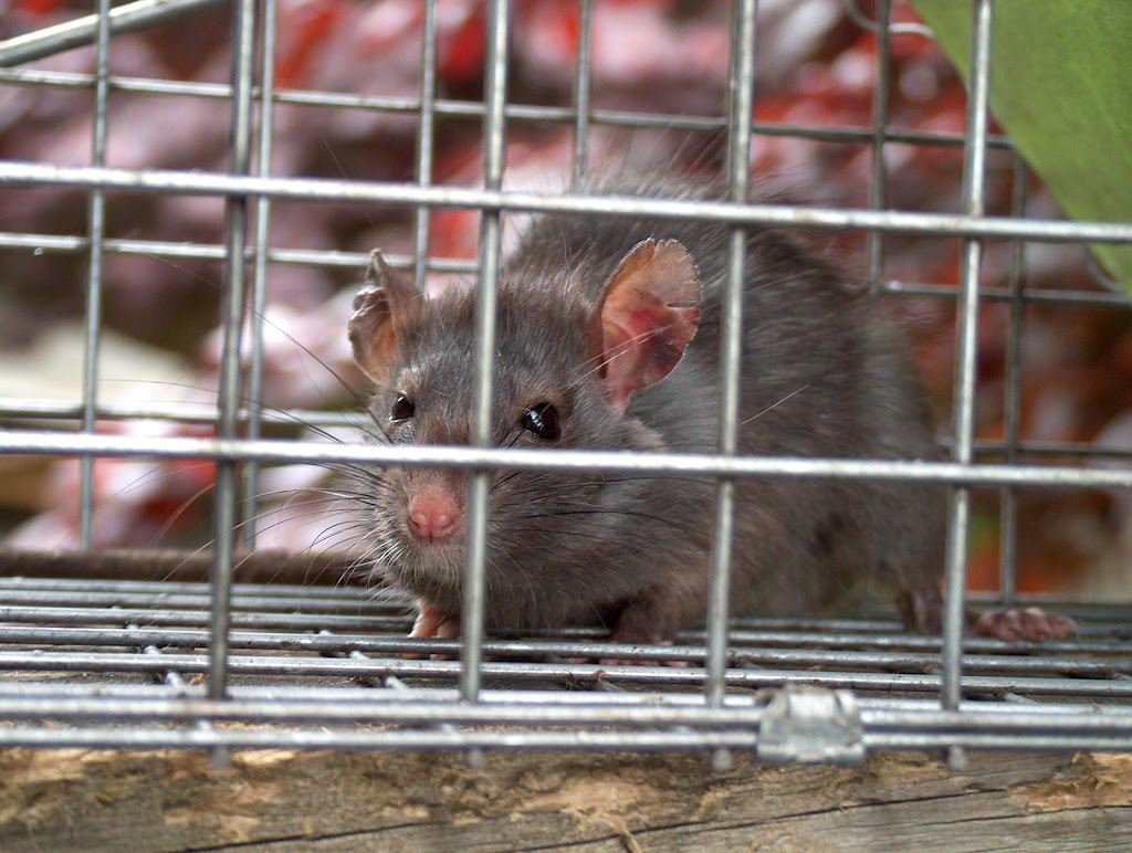Leader Pest Control | 10944 Collings Pl, Delta, BC V4C 7E6, Canada | Phone: (604) 589-1080