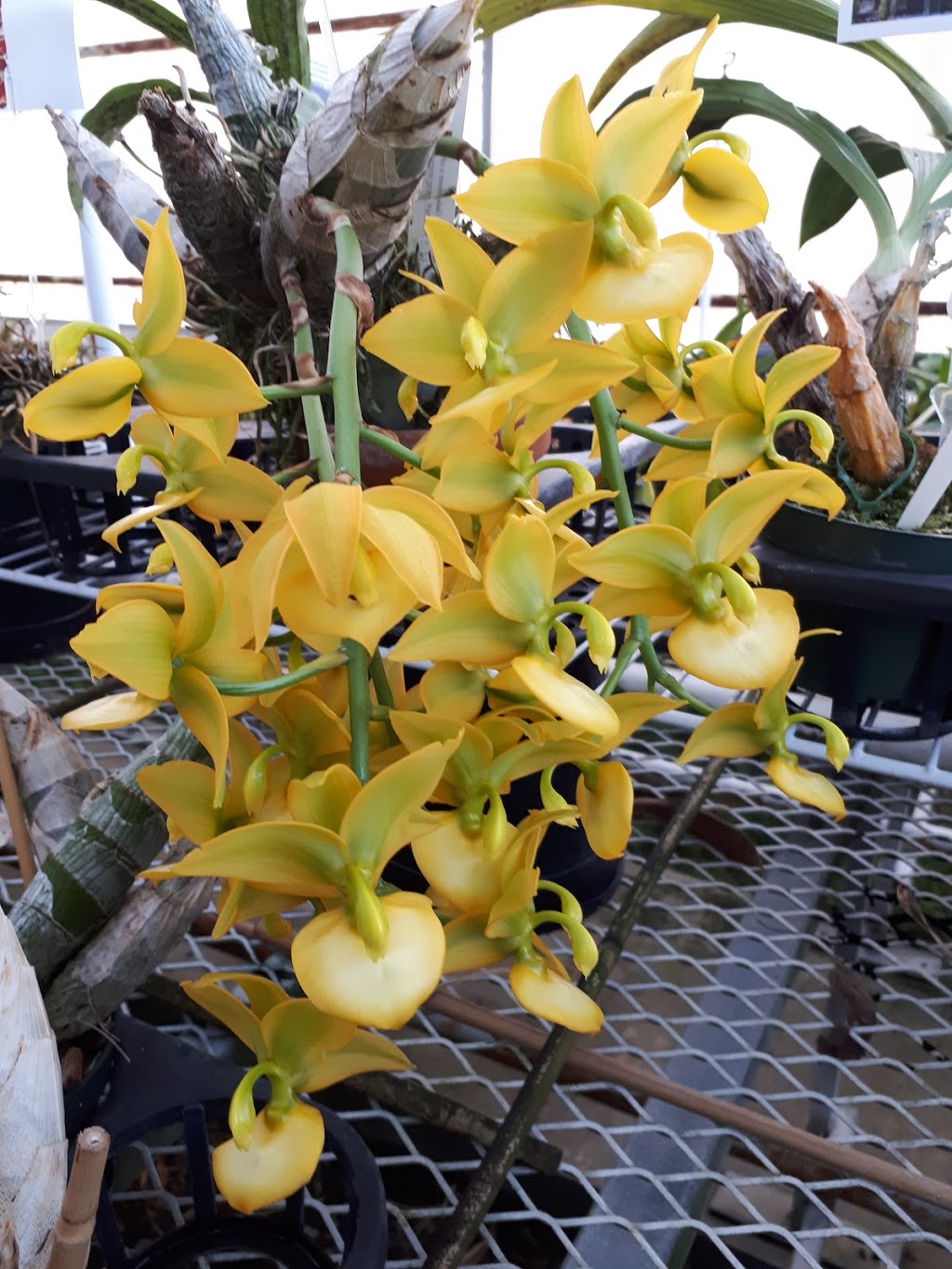 Le Paradis des Orchidées | 1280 Montée Champagne, Laval, QC H7X 3Z8, Canada | Phone: (450) 653-9590