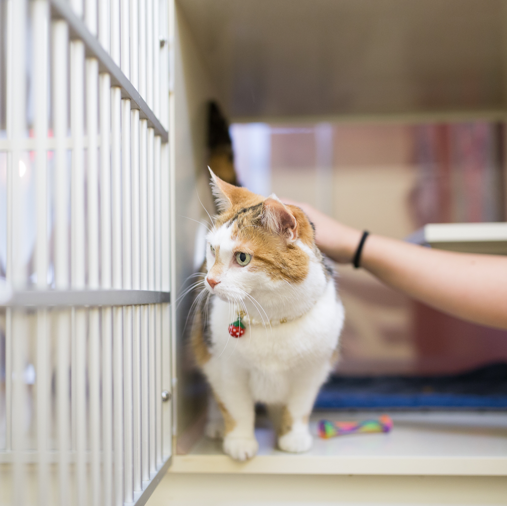 Downtown Toronto Cat Clinic | 739 Bloor St W, Toronto, ON M6G 1L6, Canada | Phone: (416) 479-0142