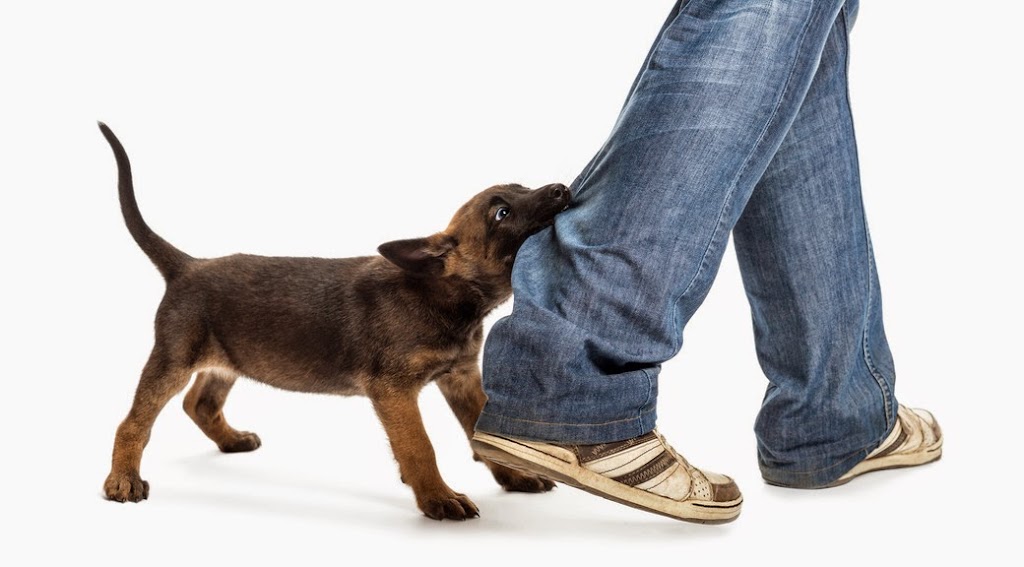 Canadian Dogfather | 4666 Anderson Rd, Carlsbad Springs, ON K0A 1K0, Canada | Phone: (613) 869-2275