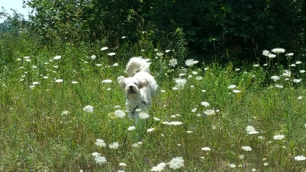 Fergus Dog Park | 840 Glengarry Crescent, Fergus, ON N1M 3W1, Canada