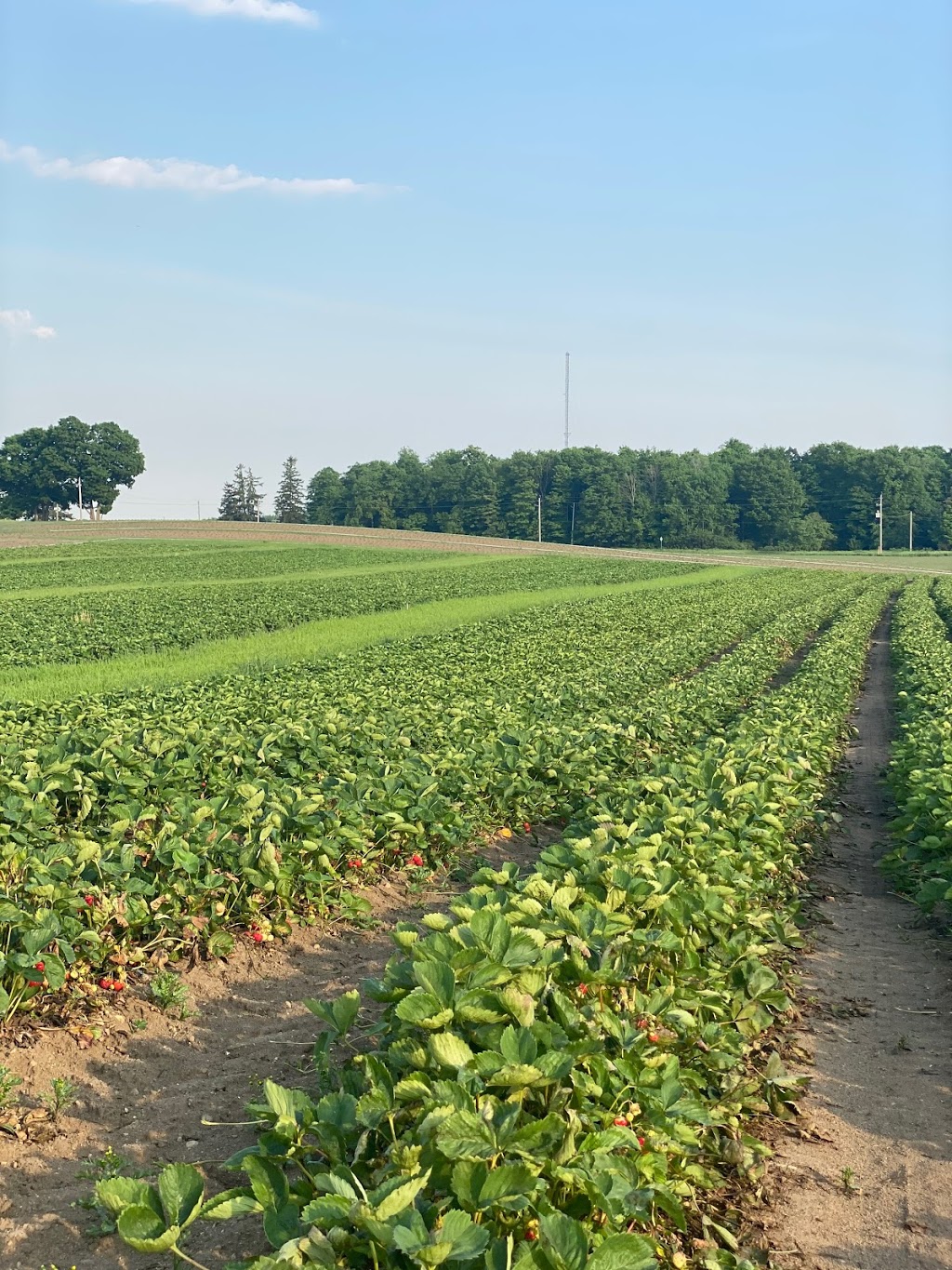 Pinehill Farms | 2662 Huron Rd, New Hamburg, ON N3A 3C9, Canada | Phone: (519) 897-7047