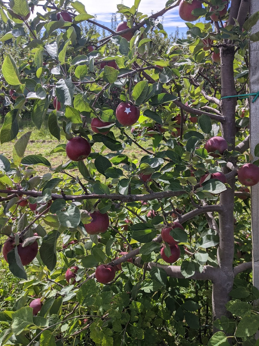 Au Petit Verger | 1049 Chem. du Petit-Bernier, Saint-Jean-sur-Richelieu, QC J3B 6Y8, Canada | Phone: (514) 967-0308