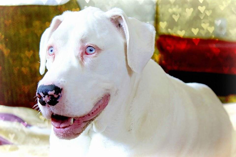 Rice Lake Animal Hospital | 9333 Northumberland County Rd 28, Bailieboro, ON K0L 1B0, Canada | Phone: (905) 797-2182