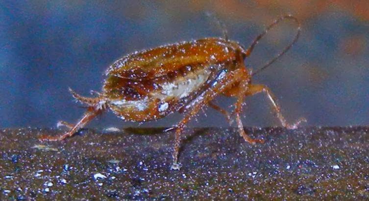 PROTEC Pest Control Lindsay | 87 Short Ave, Lindsay, ON K9V 1J5, Canada | Phone: (705) 308-7378