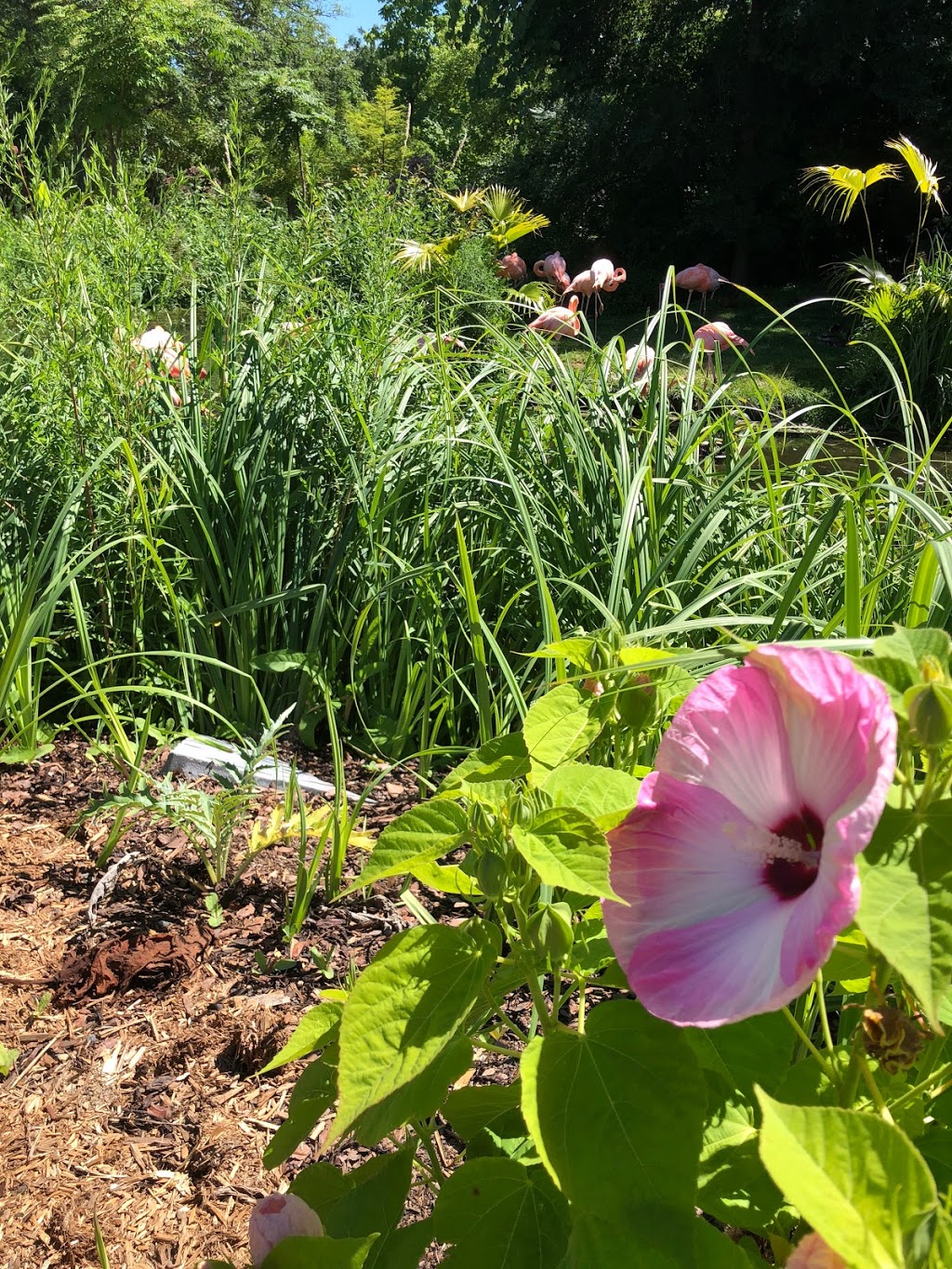 Flamingo Exhibit | 2000 Meadowvale Rd, Scarborough, ON M1B 5K7, Canada | Phone: (416) 392-5929