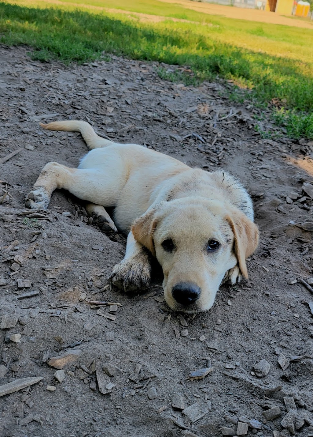Rain or Shine Dog Walking | 36 Sydenham Wells, Barrie, ON L4M 6R4, Canada | Phone: (705) 717-7360