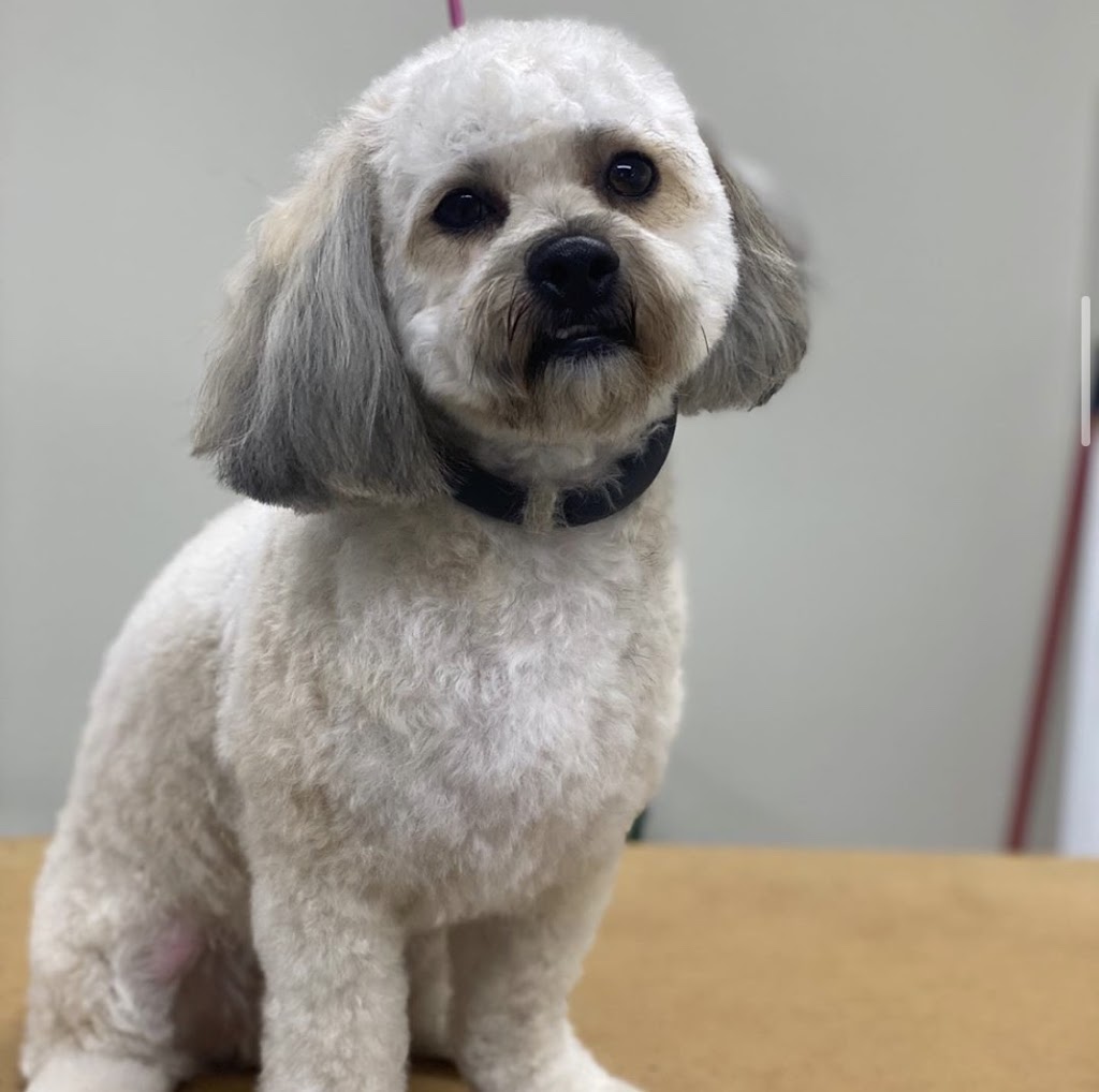 Classy K9s Dog Spaw | 63 Rich Ave, Cambridge, ON N1R 2A4, Canada | Phone: (226) 505-0912