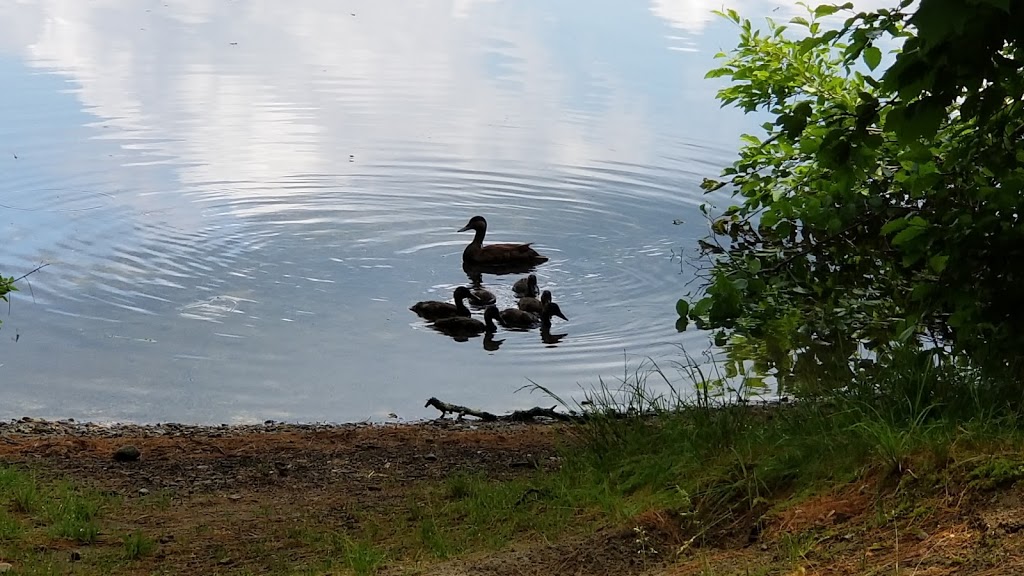 Brighton State Park | 102 State Park Rd, Island Pond, VT 05846, USA | Phone: (802) 723-4360