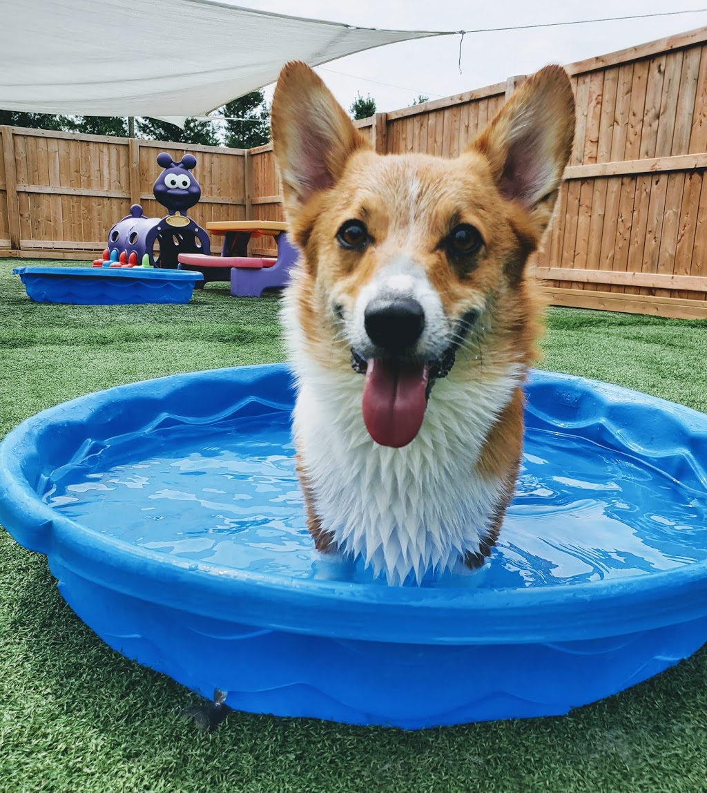 The Fox and Hound Canine Retreat | 2437 Michigan Line, Brights Grove, ON N0N 1C0, Canada | Phone: (519) 542-0070