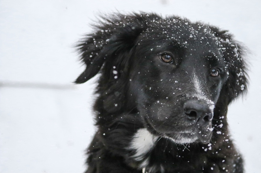 Pets at Peace - Simcoe County and Muskoka District | 335 Mississaga St W #4, Orillia, ON L3V 3C2, Canada | Phone: (705) 790-7427