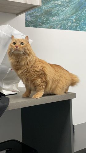 Clinique vétérinaire Truffe et Compagnie Inc | 1356 Bd du Curé-Labelle local 232, Blainville, QC J7C 2P2, Canada | Phone: (450) 818-1981